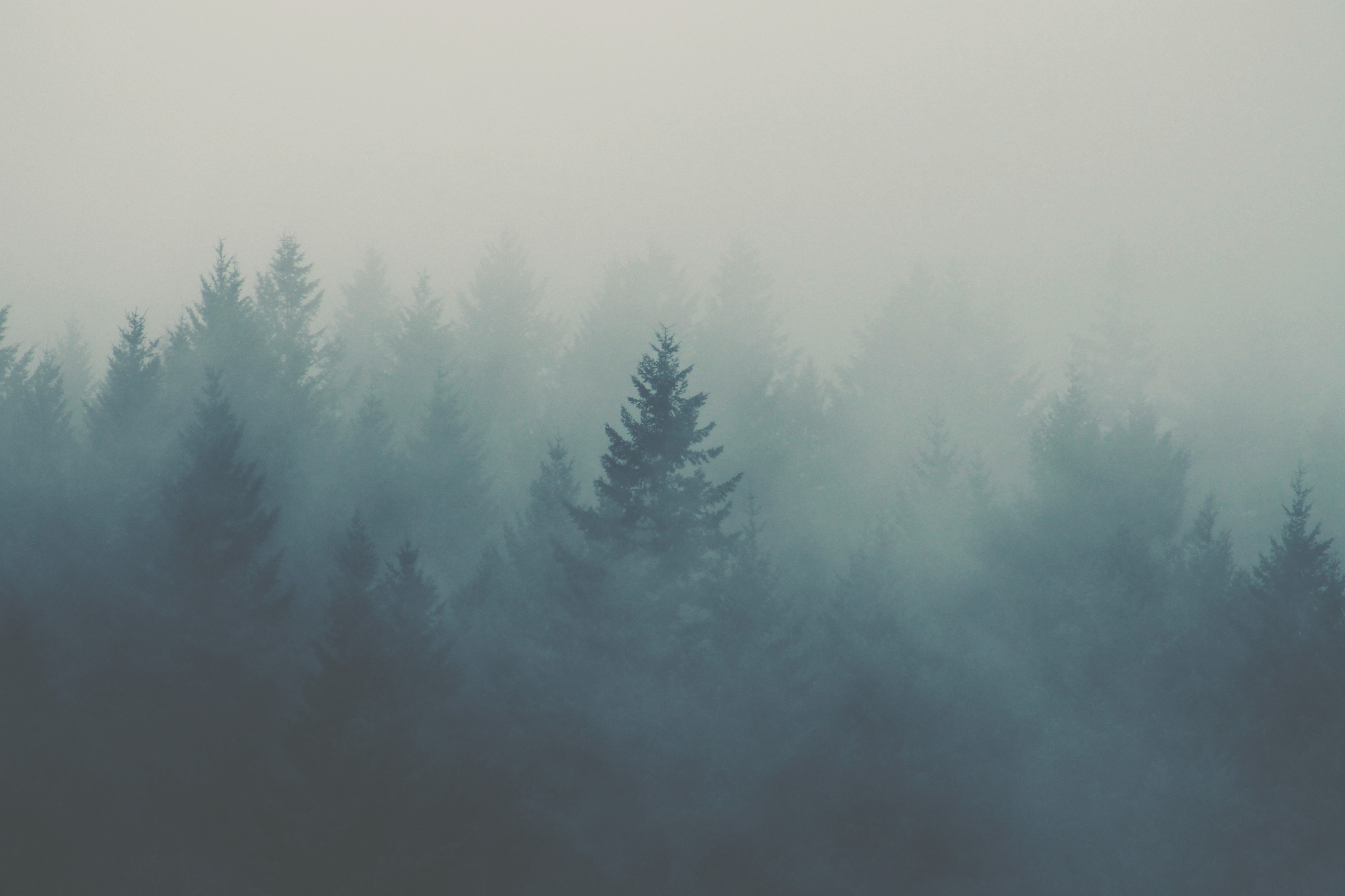 Hazy trees