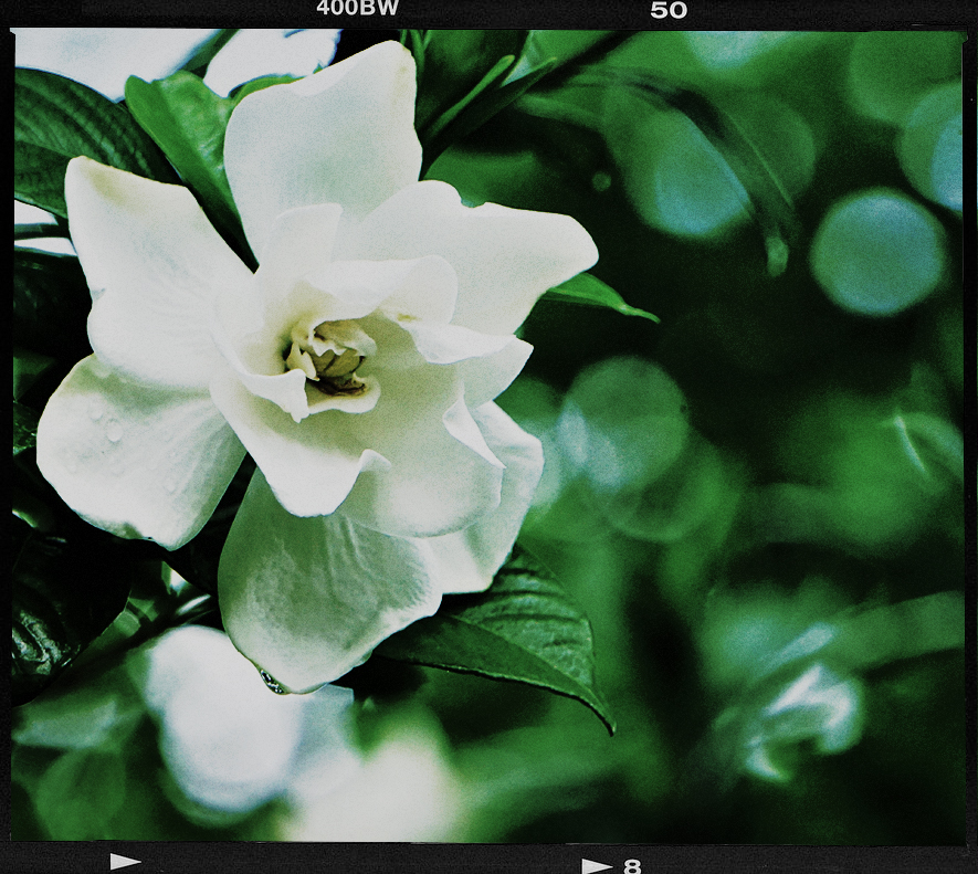 Gardenia. 