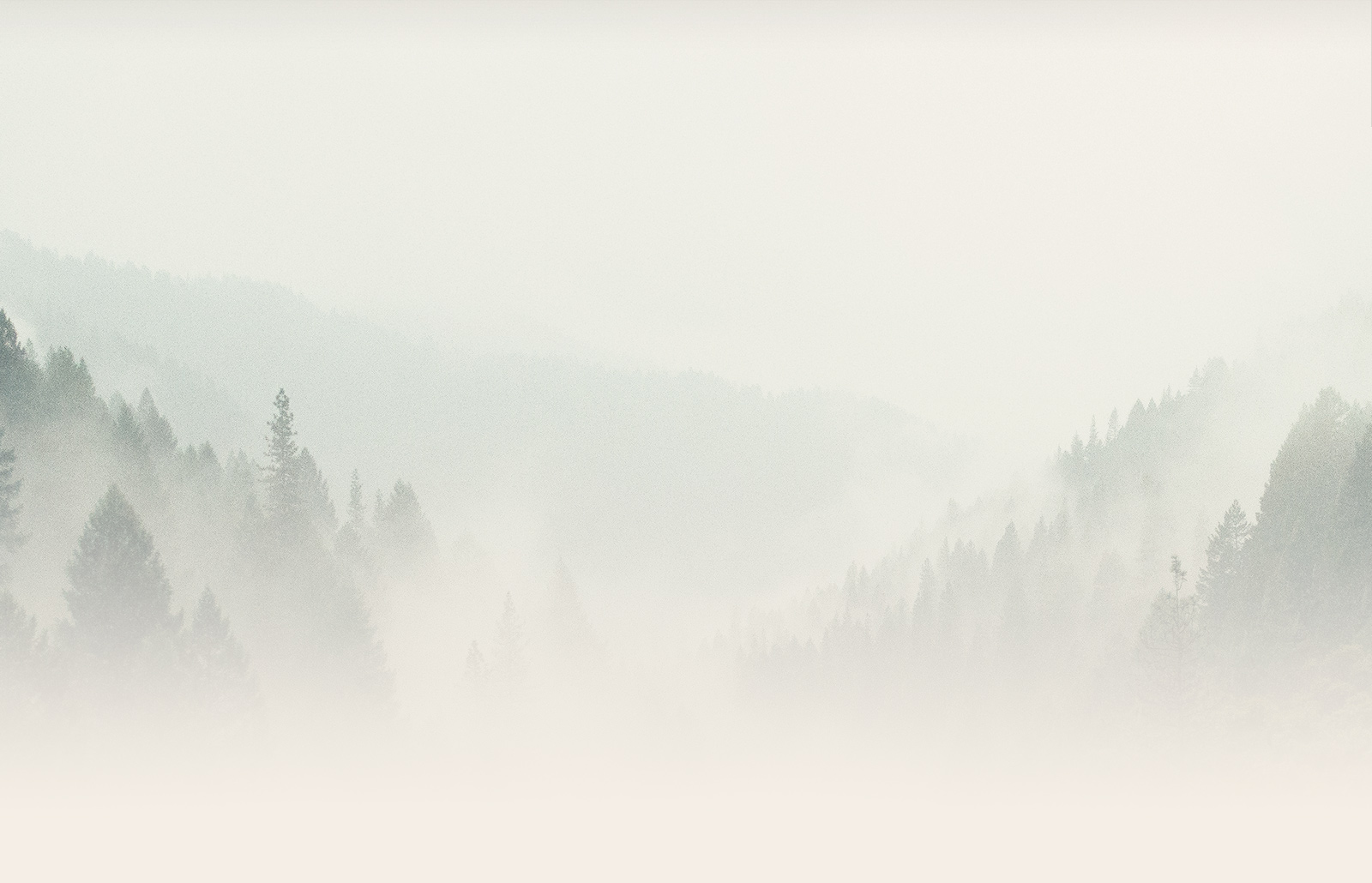 Hazy trees
