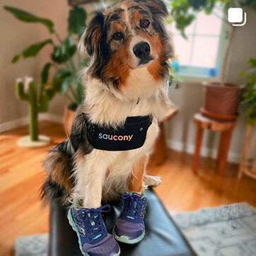 Cute Australian Shepherd with his paws in Saucony shoes.